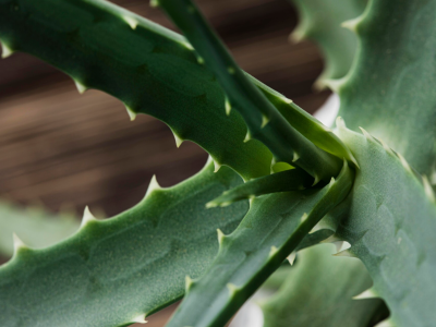 Dermaflora Aloe Vera: Sanfte Haut- und Teintpflege mit Aloe Vera